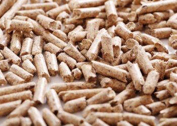 “Indústria de pellets está a levar a declínio insustentável do pinheiro-bravo em Portugal”, acusa ZERO