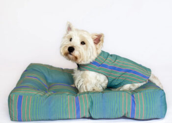 Antigas fardas da LEROY MERLIN são reutilizadas para os amigos de quatro patas