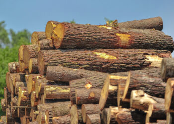 Exportações da Fileira do Pinho alcançaram 2,5 mil milhões de euros em 2023