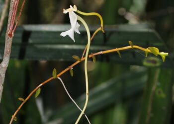 Descoberta nova espécie de orquídea de Madagáscar