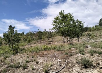 “Em Portugal sente-se abandono florestal, o que leva ao aumento dos incêndios”