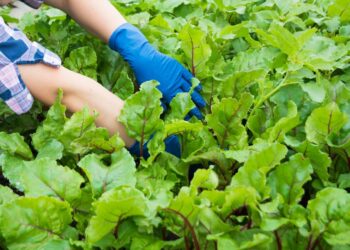 Albergaria cria rede de hortas biológicas