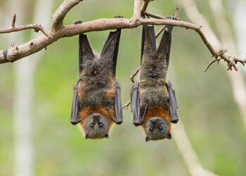 Associação Morcegos.PT criada para aumentar conhecimento destes mamíferos voadores