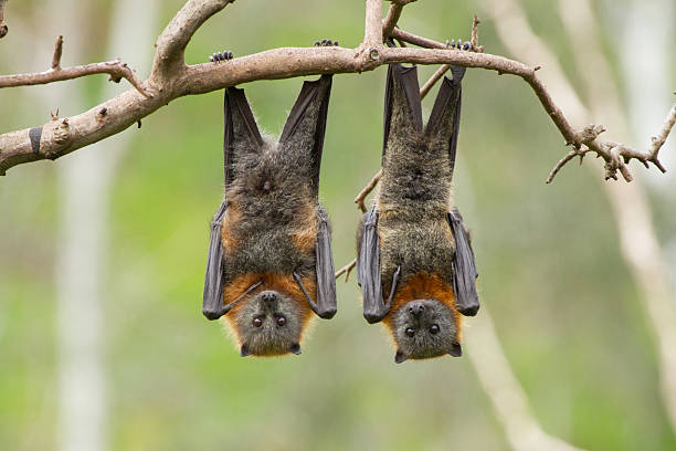 Associação Morcegos.PT criada para aumentar conhecimento destes mamíferos voadores