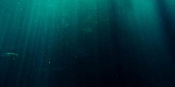 Goparity: Já foram investidos mais de 4M€ no setor da economia azul em Portugal