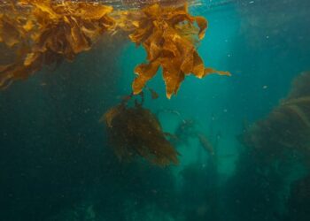 Faculdade Egas Moniz promove seminário sobre Bioeconomia Azul