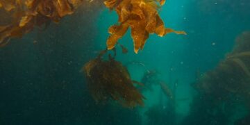 Faculdade Egas Moniz promove seminário sobre Bioeconomia Azul