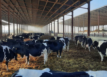 Axpo e Goldenergy entram no mercado português do biometano