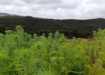 Floresta Sonae cresce 11 hectares e chega a Valongo