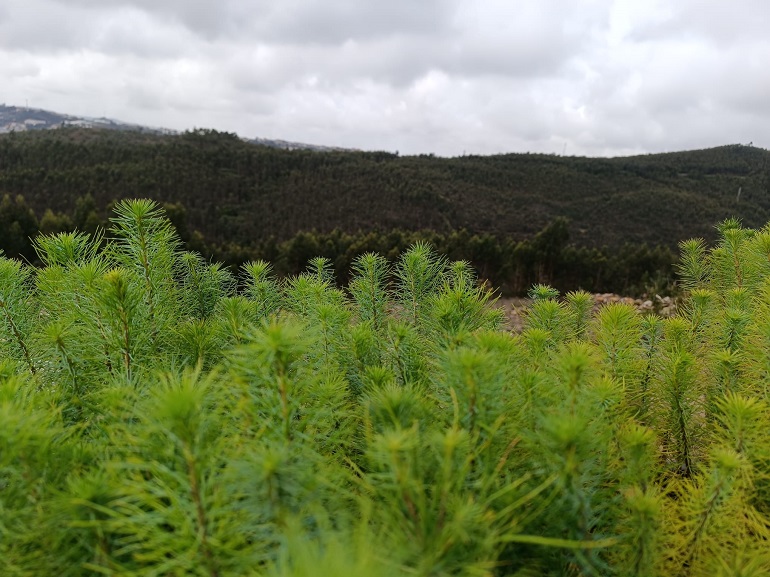 Floresta Sonae cresce 11 hectares e chega a Valongo