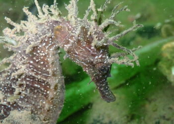 SeaTheFuture angaria 73 mil euros e arranca com primeiro projeto em território nacional