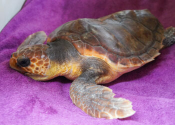 Zoomarine devolveu duas tartarugas ao mar em Portimão