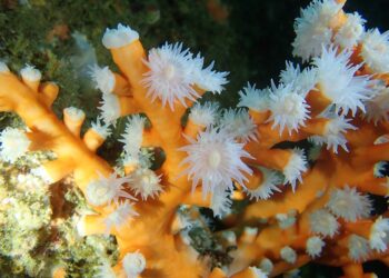 Primeira incorporação de redes de pesca em corais vivos de água fria registou-se em Portugal