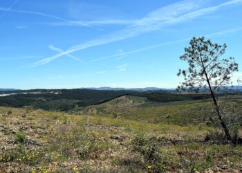 Comissão de Acompanhamento do Mercado Voluntário de Direitos de Carbono visita áreas reflorestadas