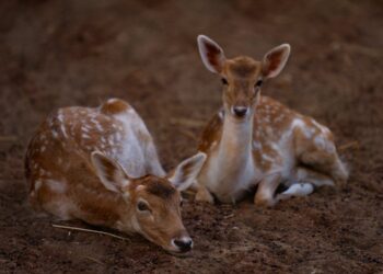 Confinamentos durante a pandemia melhoraram qualidade dos habitats das espécies