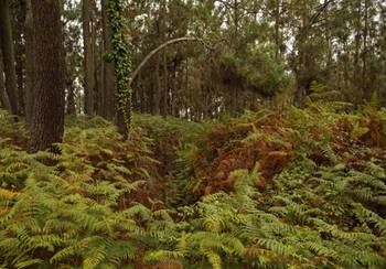 Parque Metropolitano da Biodiversidade recebe ação de sensibilização neste sábado