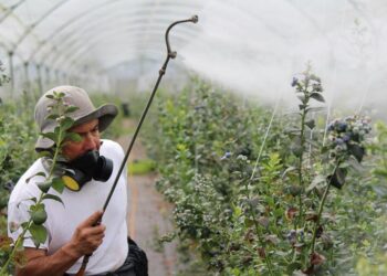 Pesticidas foram banidos da UE, mas continuam a ser exportados e a ser um risco para a saúde
