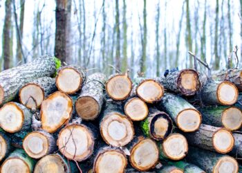 Reciclagem de 406 mil toneladas de resíduos colmata escassez de madeira