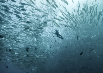 Governos falham na proteção da biodiversidade marinha, diz estudo