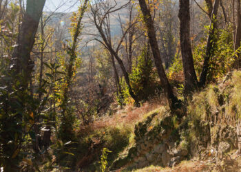 Projeto de recuperação de souto na Serra da Estrela nomeado para financiamento europeu