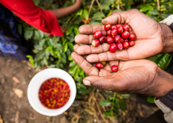 Pequenos produtores de café precisam de tempo e recursos para cumprir Regulamento Anti-Desflorestação da União Europeia