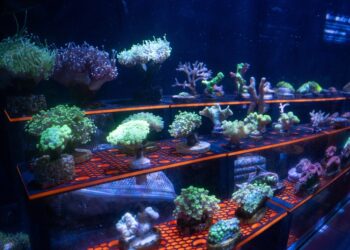 SEA LIFE Porto lança primeiro programa nacional de reprodução e distribuição de corais