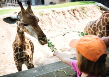 Mestrado em Engenharia Zootécnica arranca no novo ano letivo em Santárem