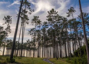 Produção industrial na Fileira do Pinho apresentou quebras de 25% em pellets e madeira serrada