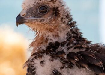 Continente apoia preservação da águia-caçadeira (uma espécie em vias de extinção)
