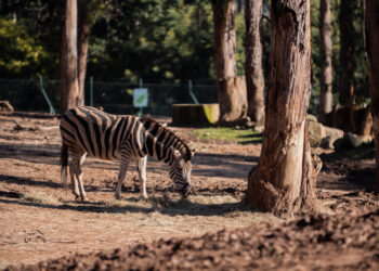 Zoo Santo Inácio apoia a conservação das espécies através de programas dedicados à reprodução