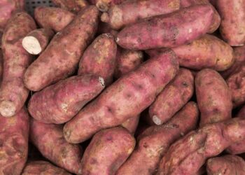 Batata-Doce da Madeira ganha estatuto DOP atribuído pela Comissão Europeia
