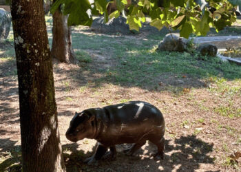 Hipopótamo-Pigmeu em risco de extinção nasce no Zoo Santo Inácio