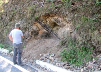 Descoberto fóssil raro de planta primitiva extinta na região do Bussaco