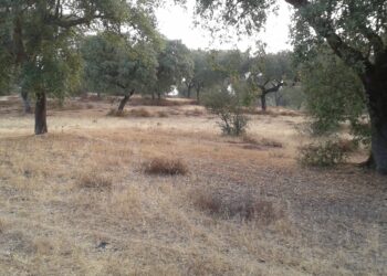 Estudo internacional mostra que plantas em zonas secas adotam estratégias de adaptação diferentes