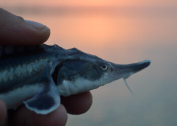 GEOTA e outras organizações ambientais querem que UE pare com projeto hidroelétrico no Baixo Danúbio