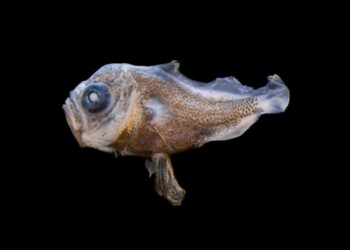 Investigadores da UC estudam a diversidade de larvas de peixes nas Reservas da Biosfera dos Açores