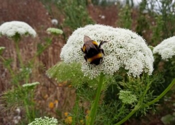Torres Vedras assinala Dia da Ecologia com ações nos viveiros municipais