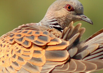 Suspensão da caça de rola-brava faz crescer casais da espécie na Europa Ocidental