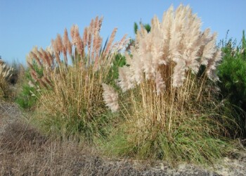 Planta invasora cortante e alergénica está a proliferar em território nacional