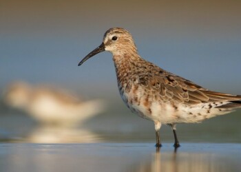 Novo relatório revela queda acentuada nas populações de aves migratórias em todo o mundo