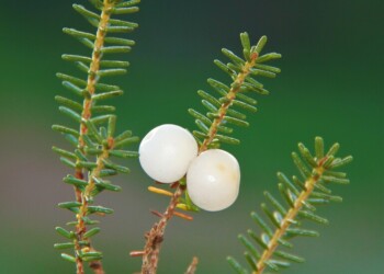 Europa atravessa crise de dispersão de sementes