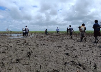 Nova SBE promove programa inovador de restauro e conservação da floresta de mangais em Moçambique
