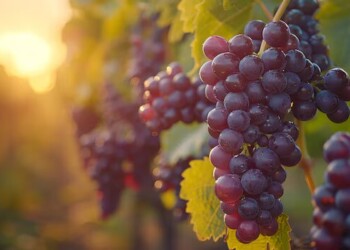 Palmela impulsiona transição para a economia circular no setor vitivinícola local