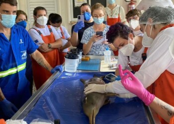 Zoomarine em parceria internacional para reforçar conservação do golfinho franciscana