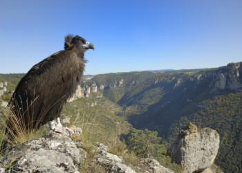 Abutre-preto aumenta para mais de 108 casais nidificantes em Portugal