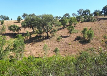 Loulé promove a Semana da Floresta Autóctone