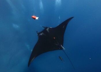 Açores: um laboratório natural para a investigação oceanográfica
