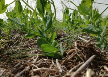 Setor agroflorestal cria grupo de WhatsApp para interessados em temas como solo, agricultura e biodiversidade
