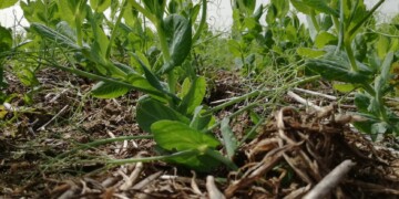 Setor agroflorestal cria grupo de WhatsApp para interessados em temas como solo, agricultura e biodiversidade