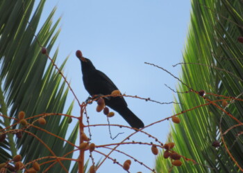 Dispersores de sementes ajudam plantas a subir às montanhas para escapar das alterações climáticas